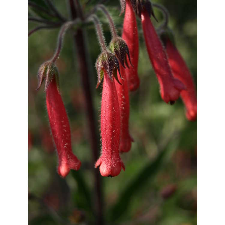 Sinningia 'Scarlet O'Hara' - red hardy gloxinia