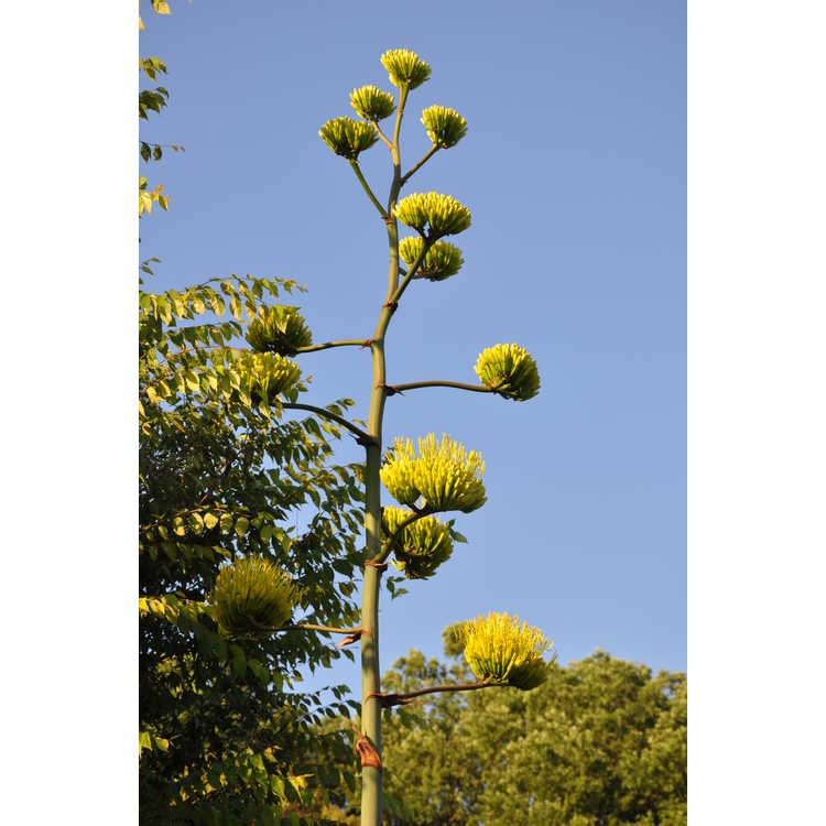 Agave asperrima - rough agave