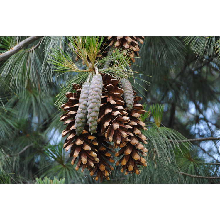 <em>Pinus wallichiana</em>