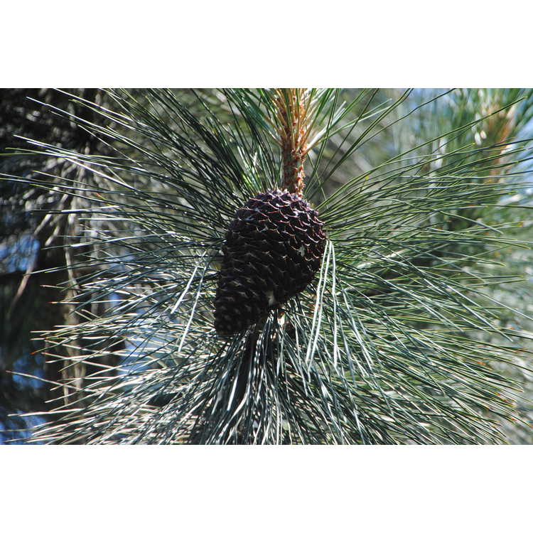 Pinus jeffreyi - Jeffrey's pine