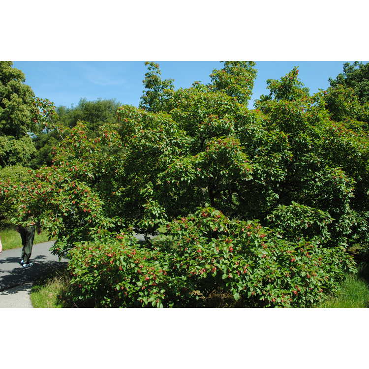 Acer tataricum subsp. tataricum - Tatarian maple