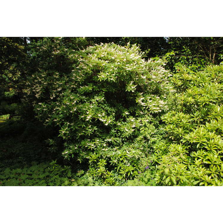 Clethra barbinervis - Japanese pepperbush