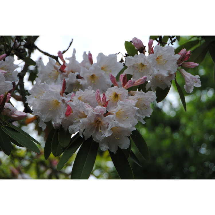 <em>Rhododendron auriculatum</em>