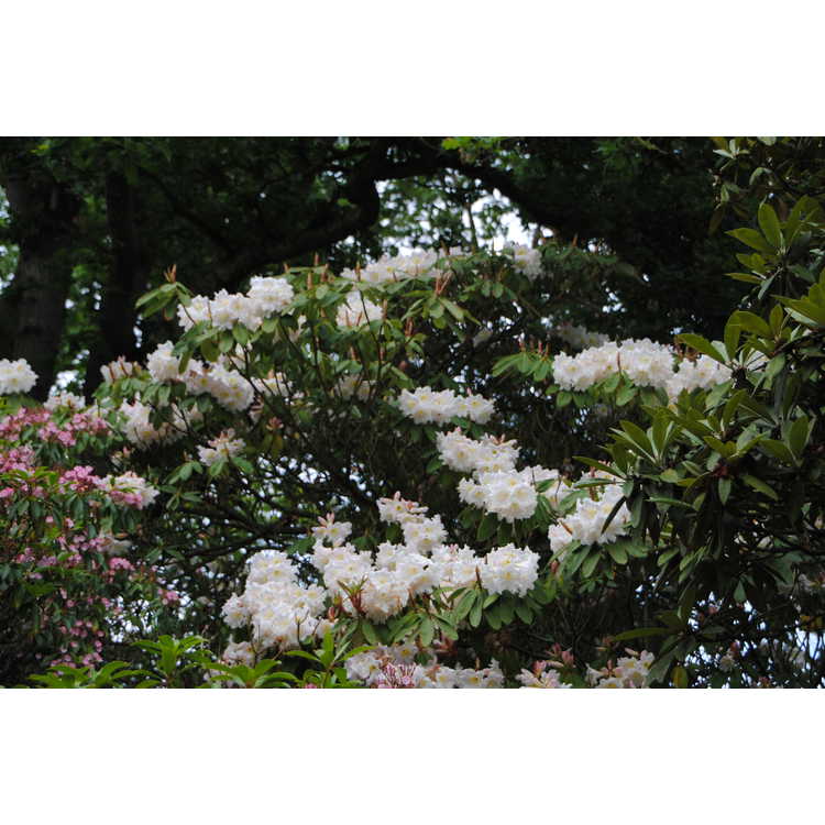 <em>Rhododendron</em> 'Polar Bear'