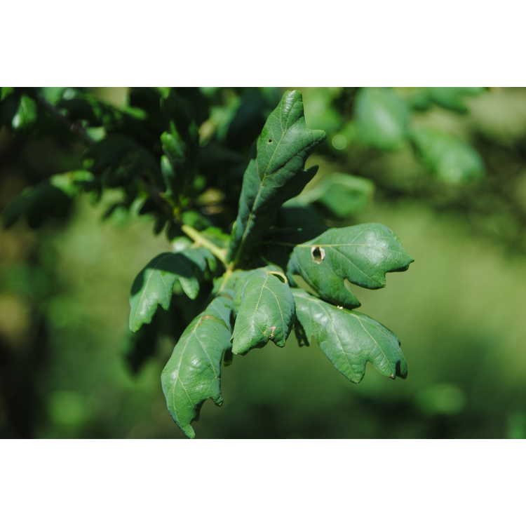 Quercus robur - English oak