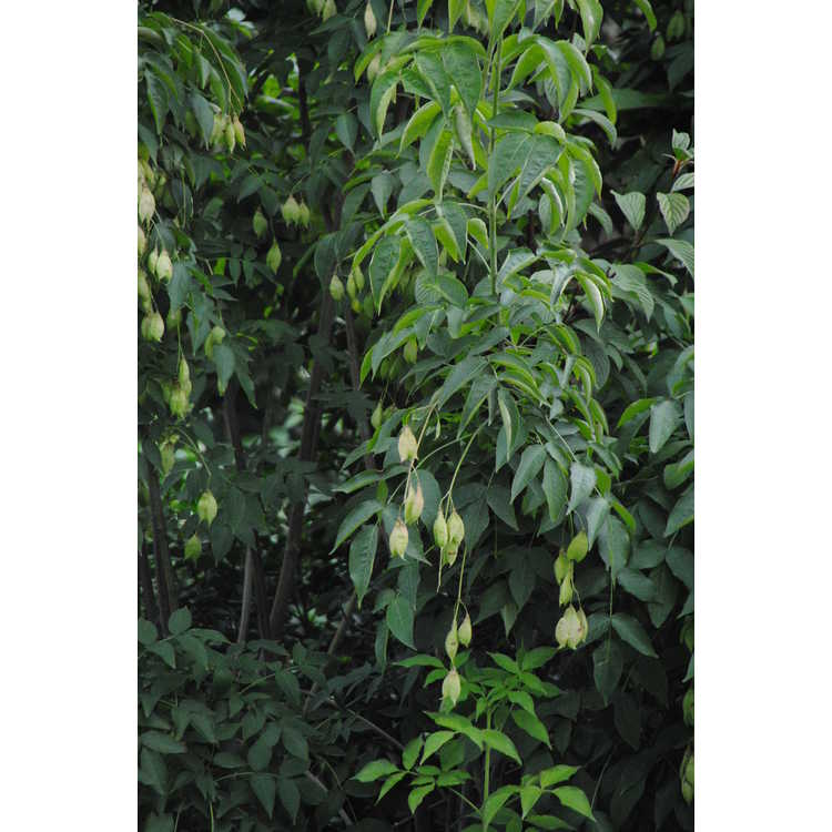 Staphyleaceae