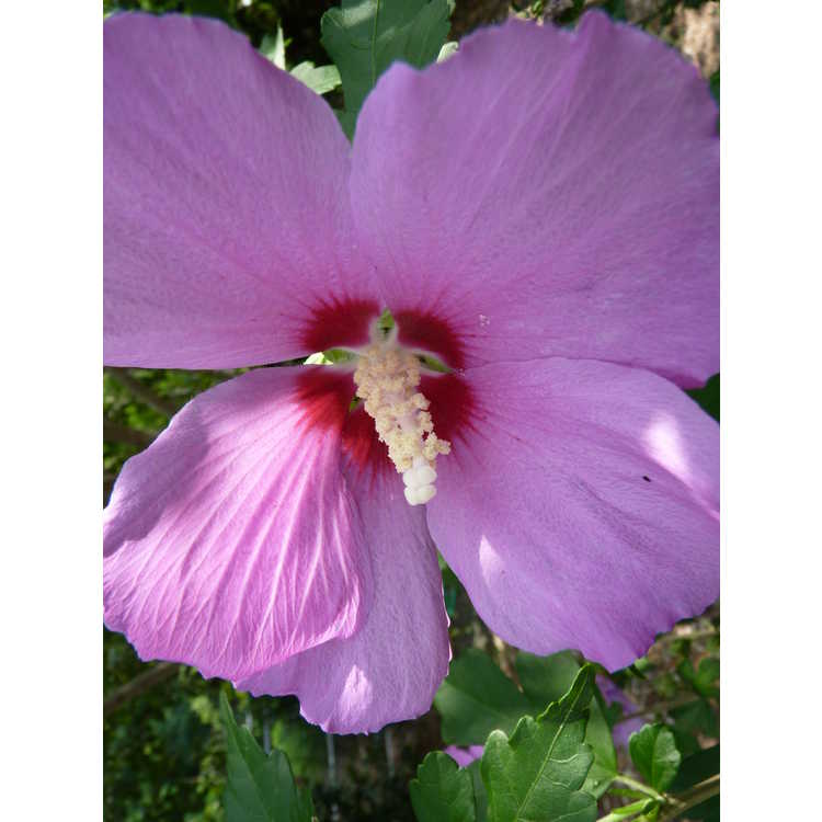 Hibiscus syriacus 'Floru' - Violet Satin rose-of-Sharon