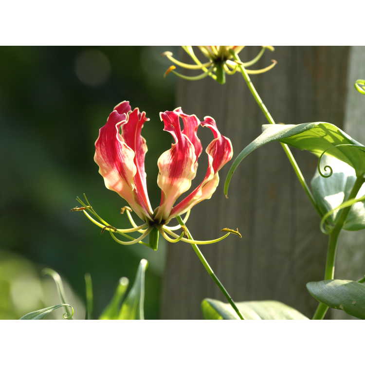 Gloriosa superba 'Rothschildiana' - gloriosa lily