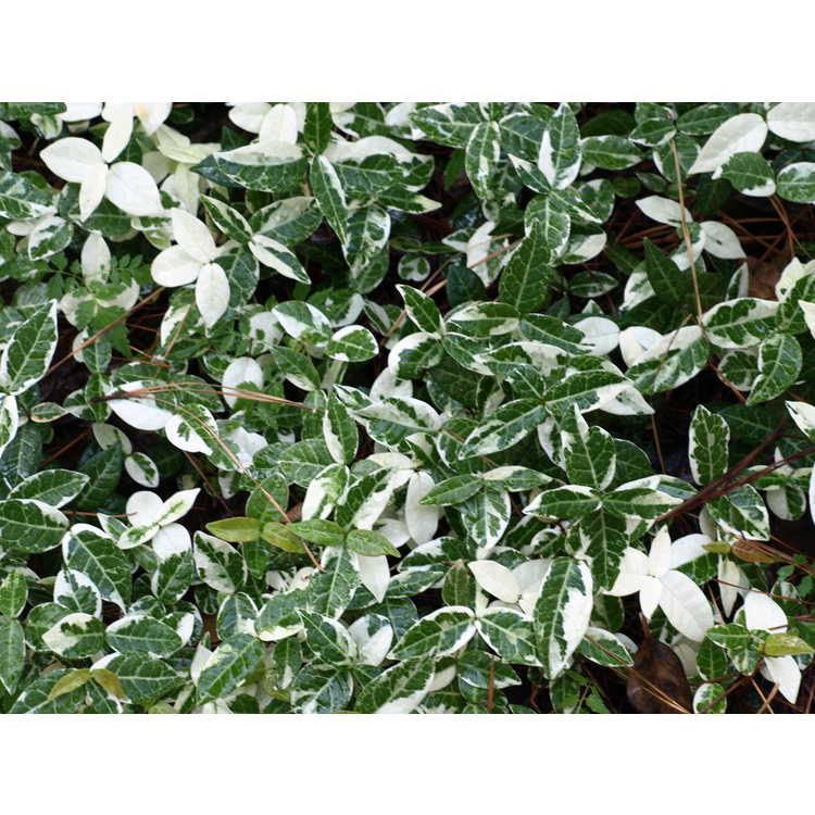 Trachelospermum asiaticum (variegated) - variegated Asian jessamine