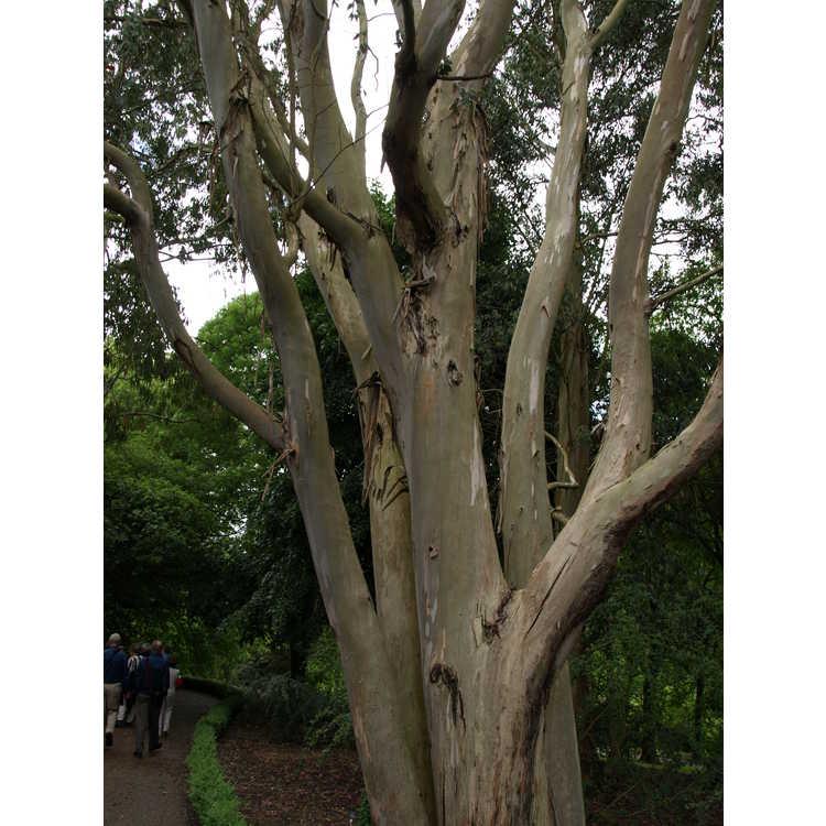 <em>Eucalyptus urnigera</em>