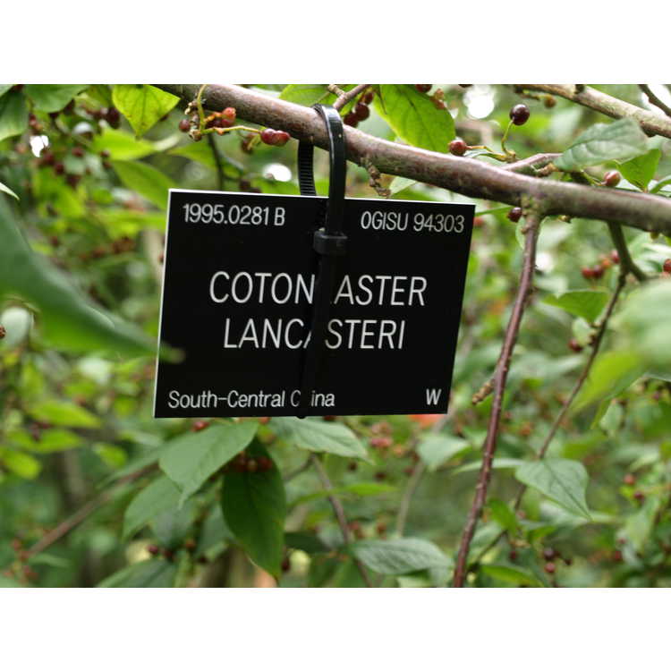 <em>Cotoneaster lancasteri</em>