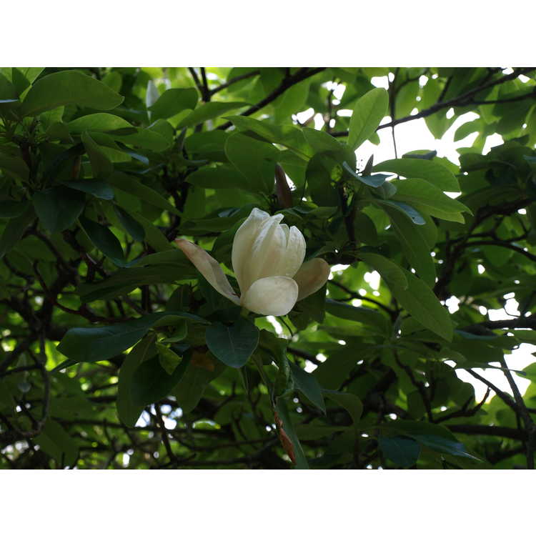 <em>Magnolia</em> ×<em>thompsoniana</em>