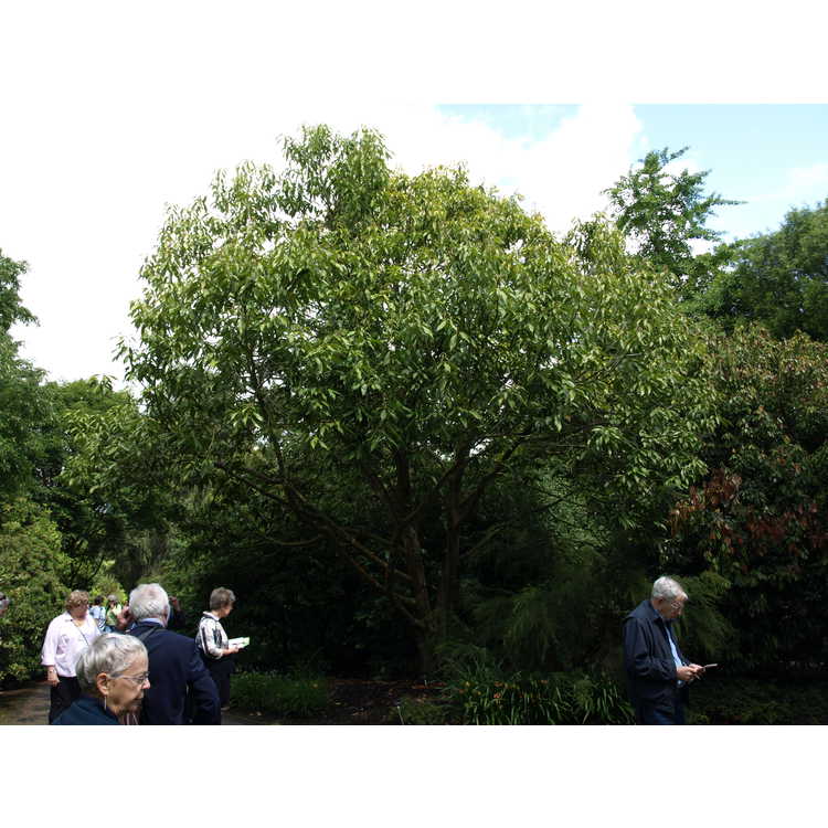 Lithocarpus henryi - Henry tan-bark oak