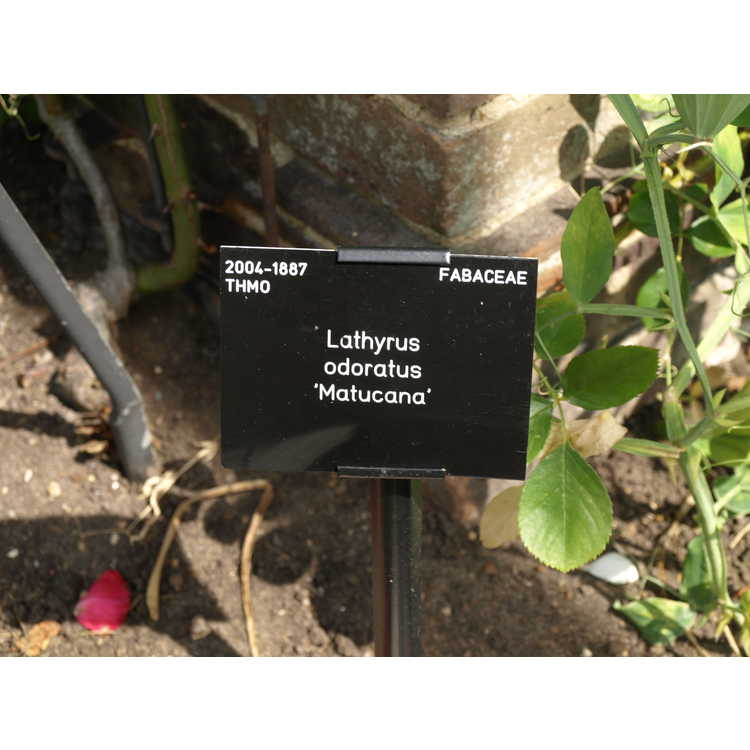 <em>Lathyrus odoratus</em> 'Matucana'