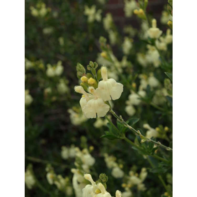 <em>Salvia greggii</em> 'Sungold'