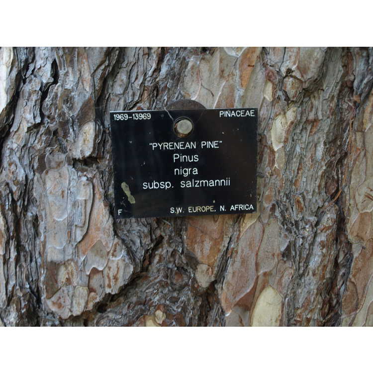 <em>Pinus nigra</em> subsp.<em> salzmannii</em>