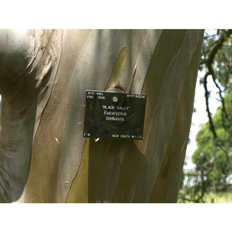 <em>Eucalyptus stellulata</em>