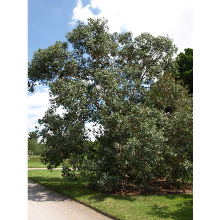 <em>Eucalyptus ambigua</em>