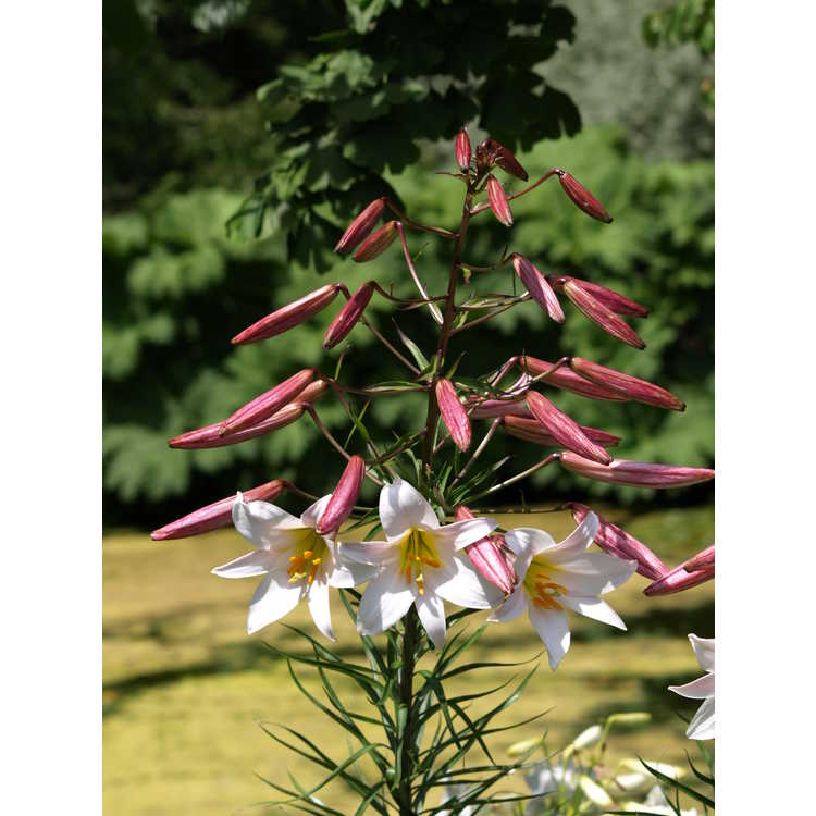 Lilium regale - regal lily