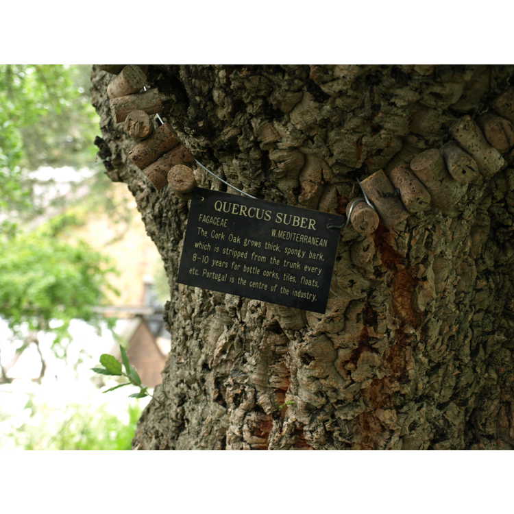Quercus suber - cork oak
