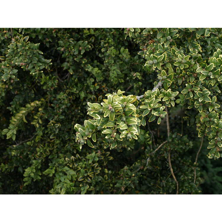 Buxus sempervirens - common boxwood