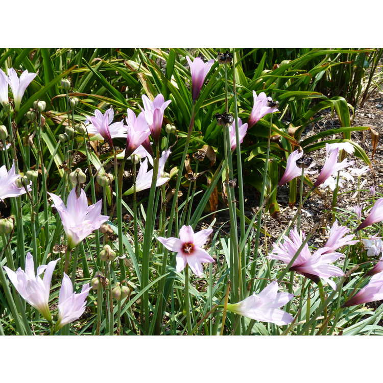 Habranthus ×floryi (purple base) - hybrid rain-lily