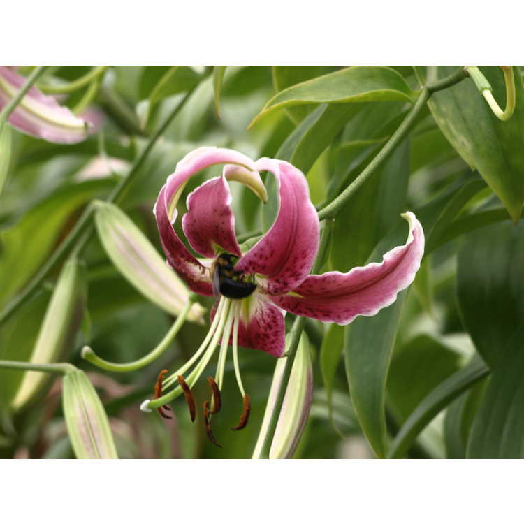 Lilium 'Black Beauty' - oriental lily