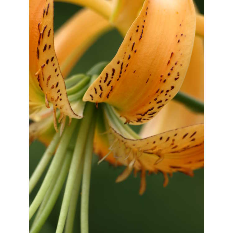 Lilium henryi - Henry's lily