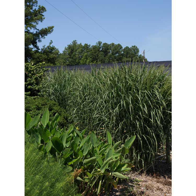 tall switchgrass
