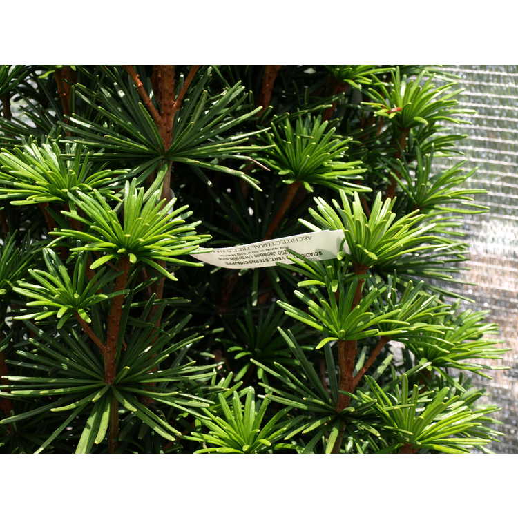 green star umbrella pine