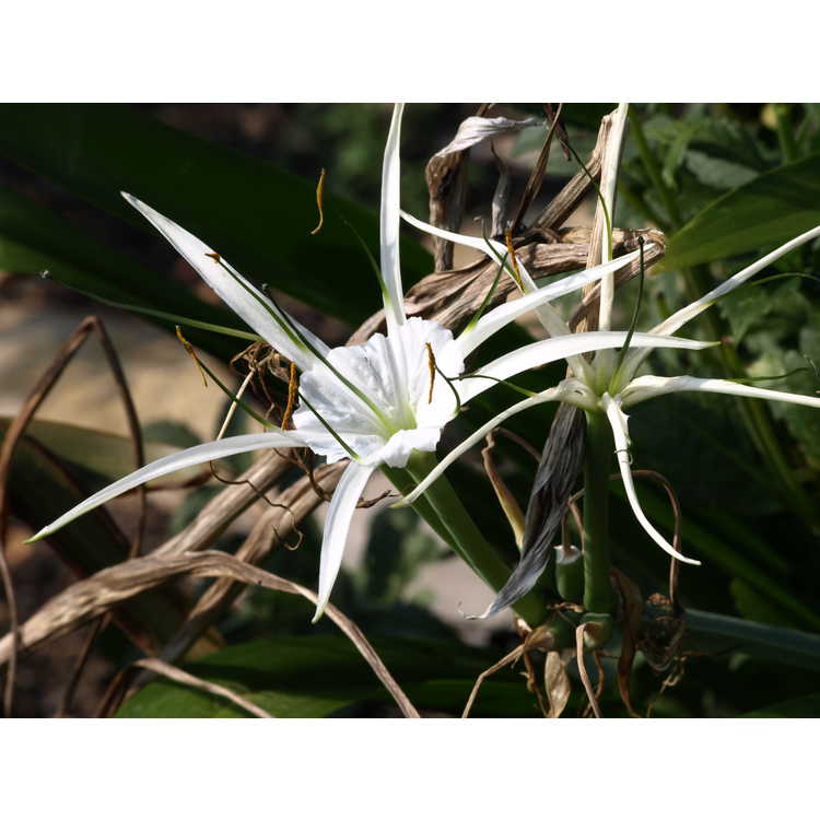 Hymenocallis - spider lily