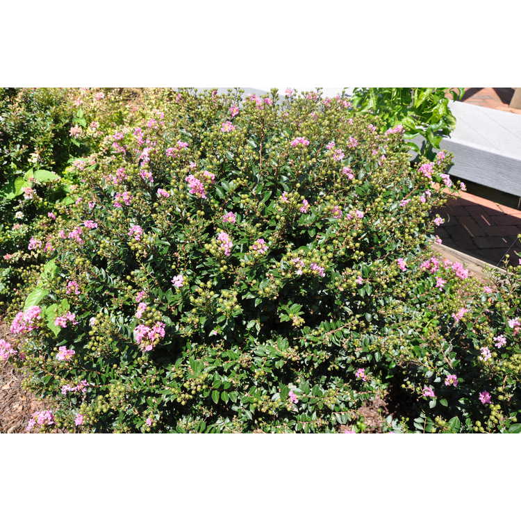 Lagerstroemia Gamad V Dazzle Me Pink