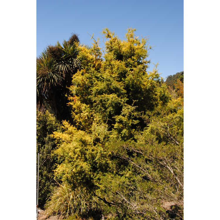 Podocarpus totara 'Aureus'