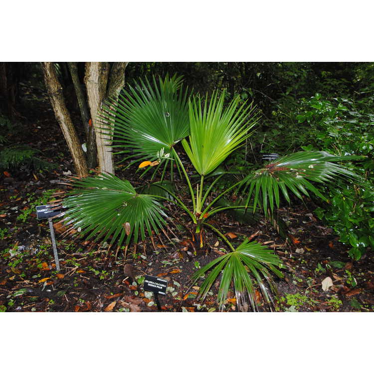 Oaxaca palm