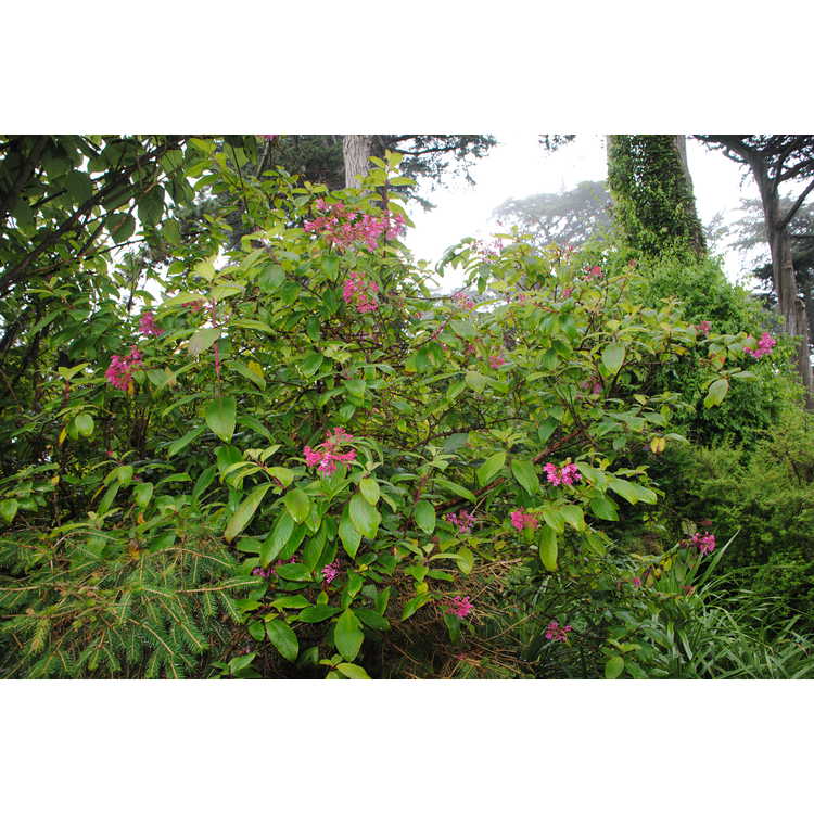<em>Fuchsia arborescens</em>