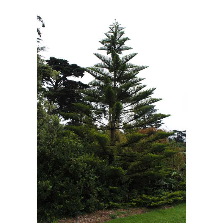 San Francisco Botanic Garden at Strybing Arboretum