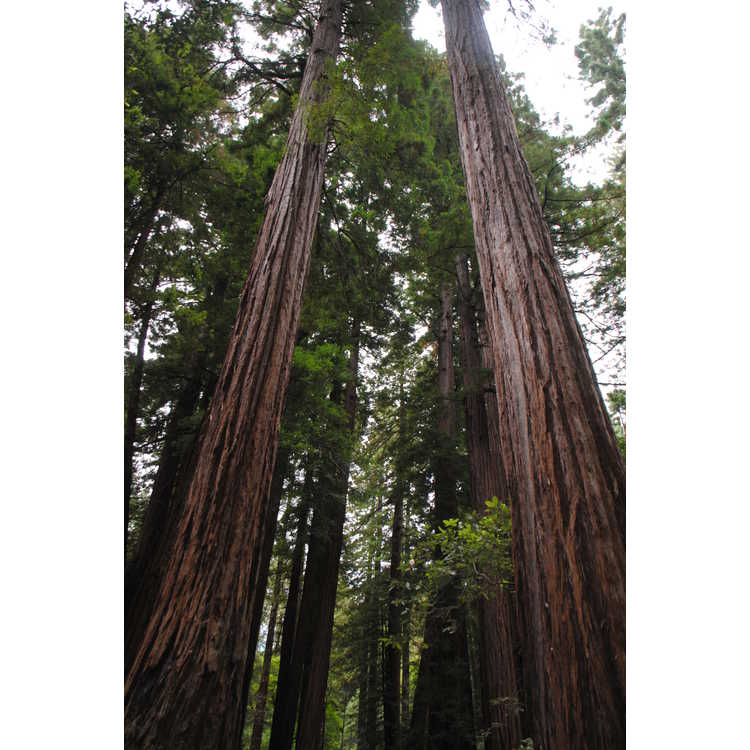 <em>Sequoia sempervirens</em>