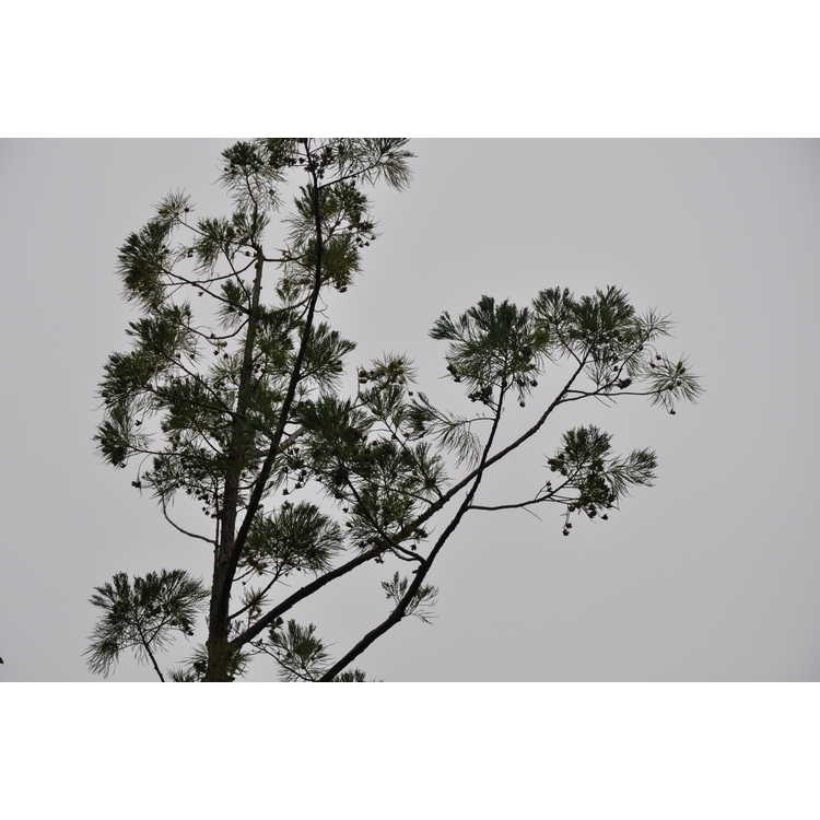 Glyptostrobus pensilis - Chinese swamp cypress