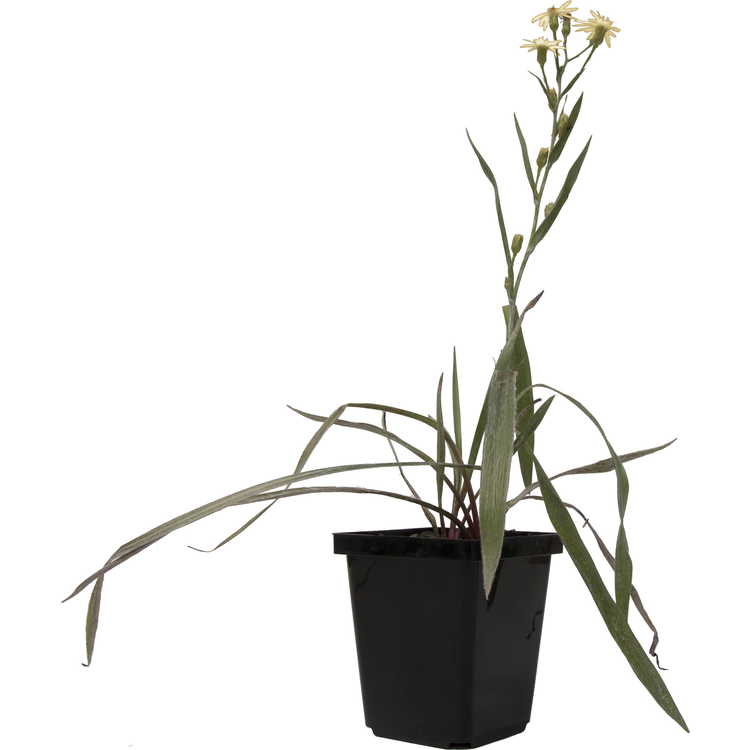 Pityopsis graminifolia - narrowleaf silk-grass