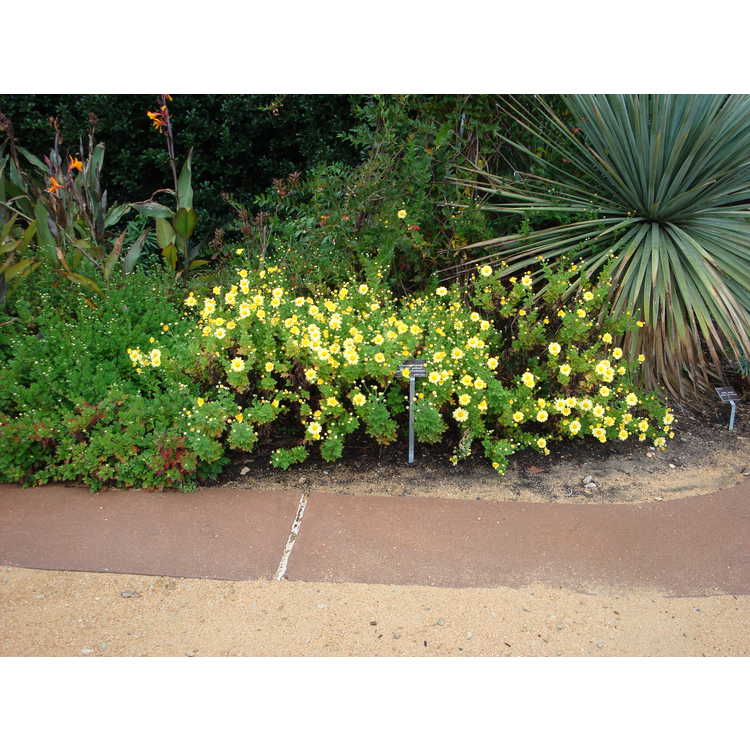 Chrysanthemum (15-501 yellow)
