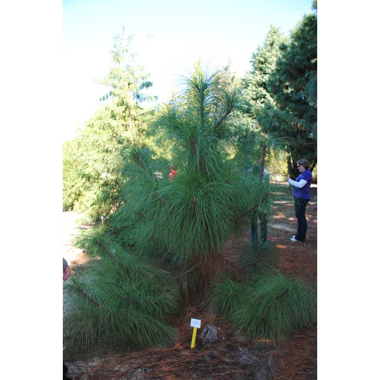 <em>Pinus devoniana</em>