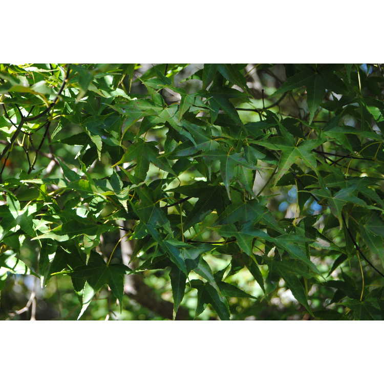 Acer serrulatum - Formosan maple