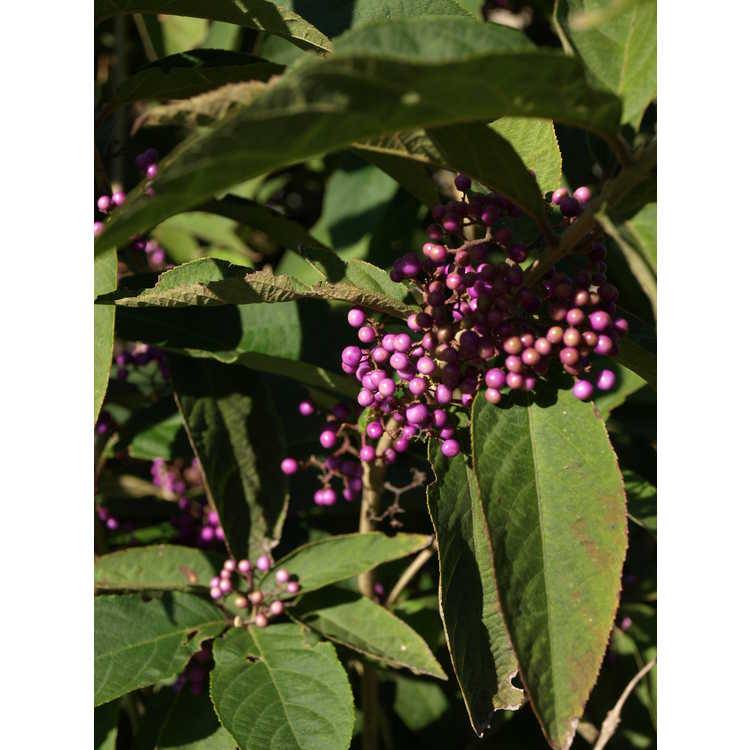 Callicarpa kwangtungensis - Guangdong beautyberry