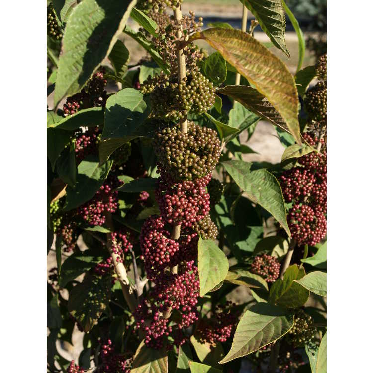 Callicarpa - beautyberry