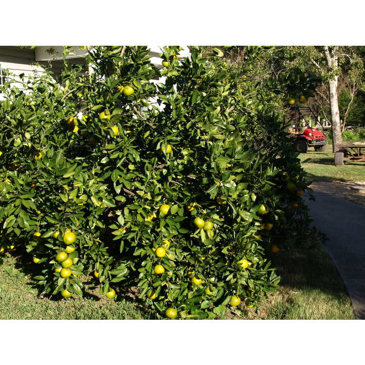 hybrid citrus