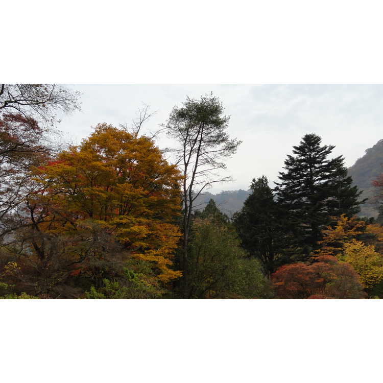 Nikko Botanic Garden