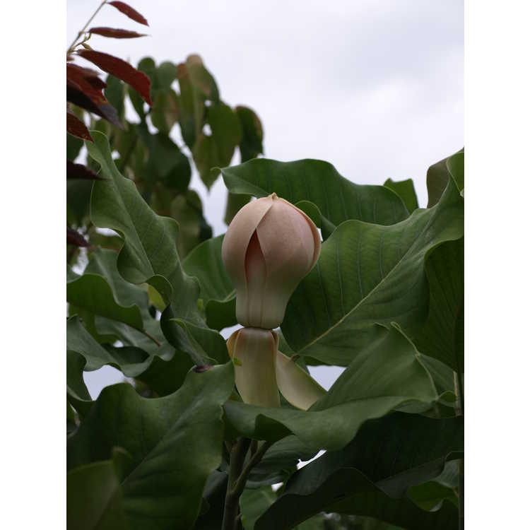 Magnolia delavayi (pink flower form) - Father Delavay's magnolia