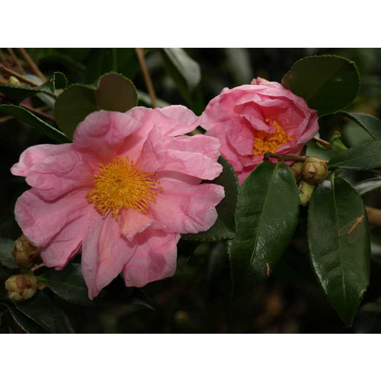 Camellia 'Winter's Dream' - Ackerman hybrid camellia
