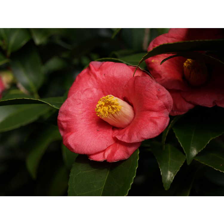 Camellia japonica (Korean germplasm) - Japanese camellia