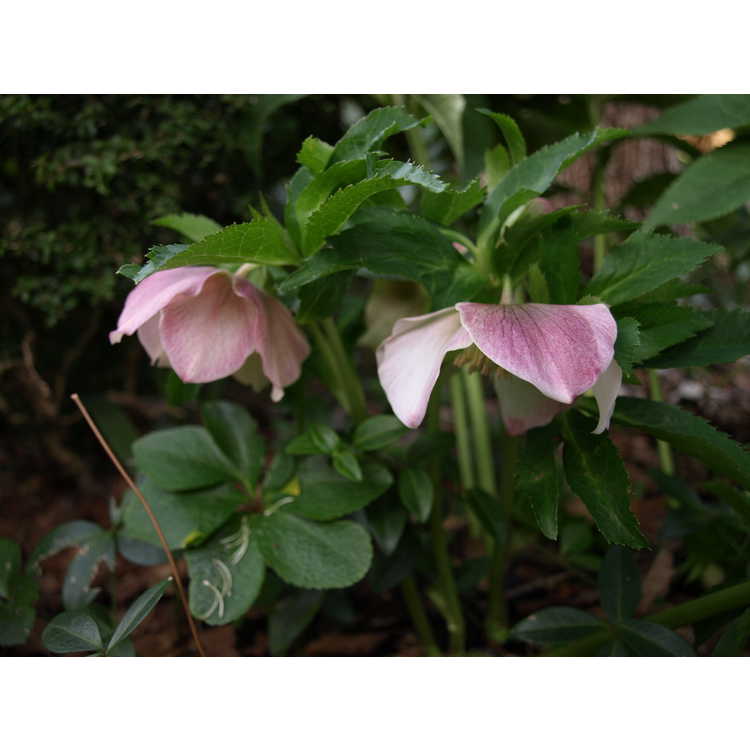 Helleborus ×hybridus (pale pink shades) - Lenten rose